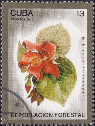  1975  .      (Hibiscus tiliaceus)